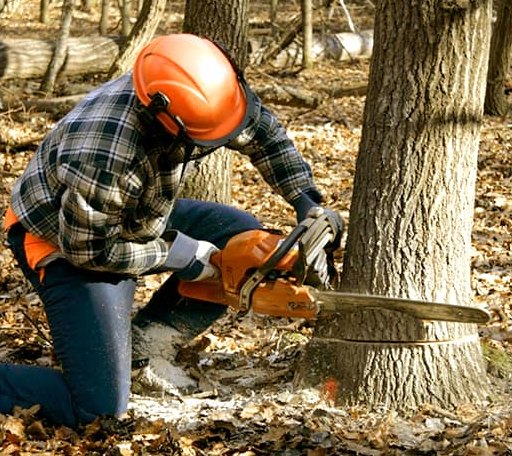 Tree Removal in Dameron, MD